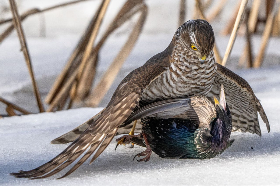 Фотограф-врач Инна Субботина 12.jpg