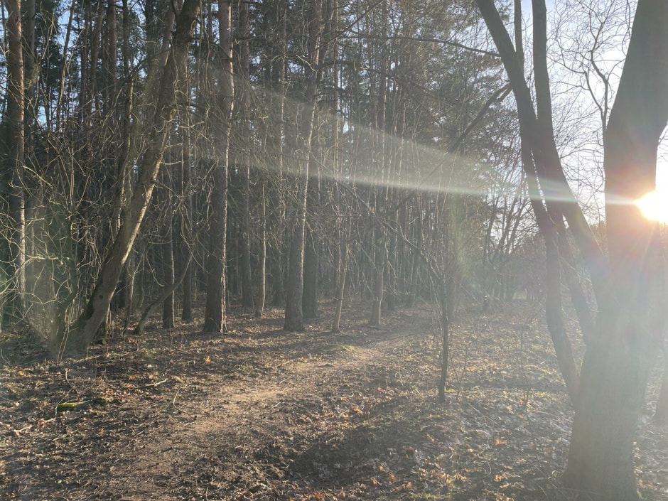 весна погода солнце лес.jpg