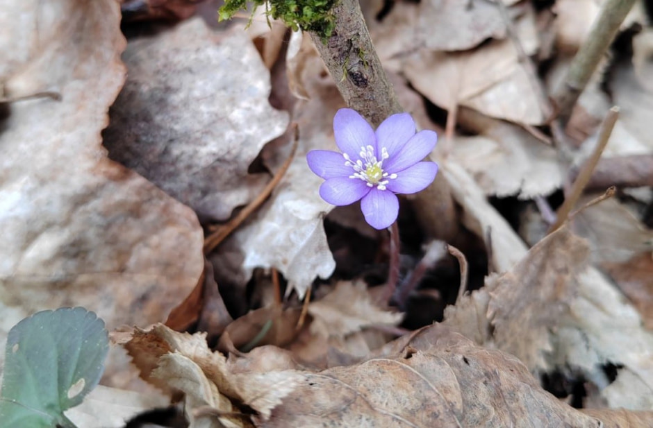 В Беловежской пуще зацвела печеночница.jpg