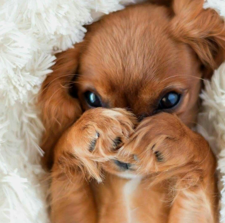 щенок собака.png