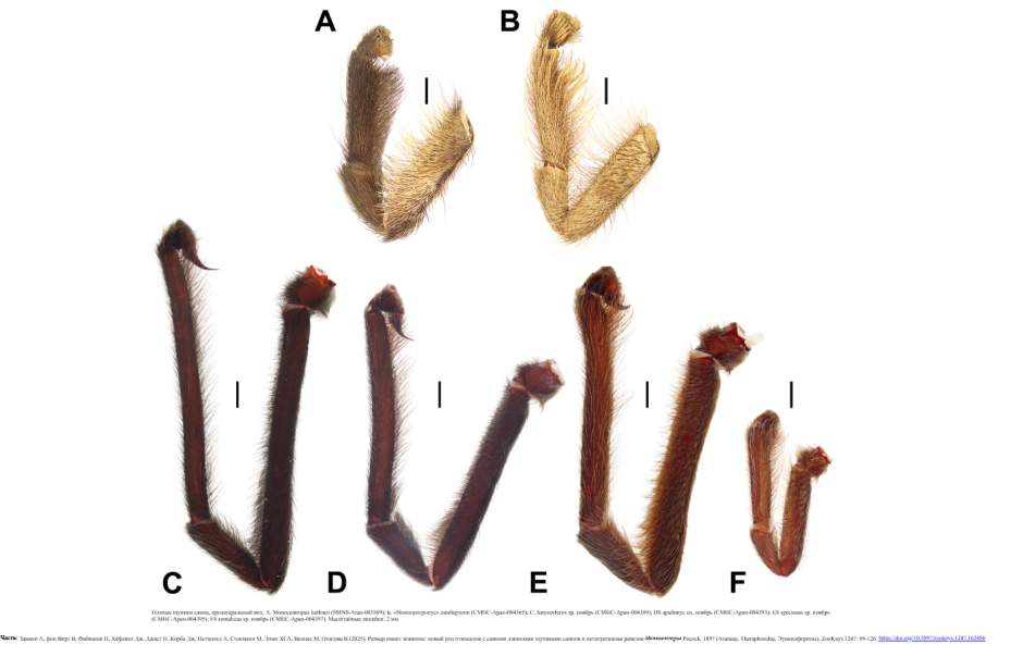 полные мужские щупики тарантулов новых видов