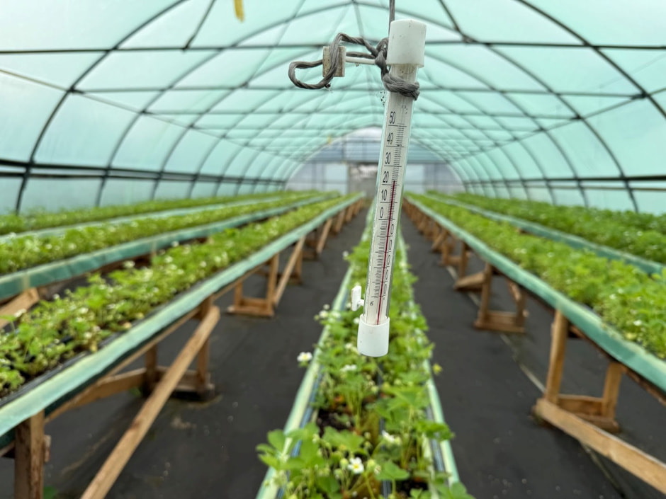 16-Теплица с клубникой.jpg