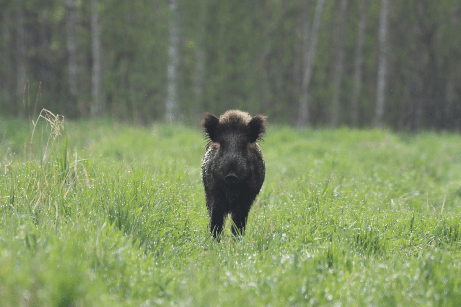 Дикая природа кабан 4.png