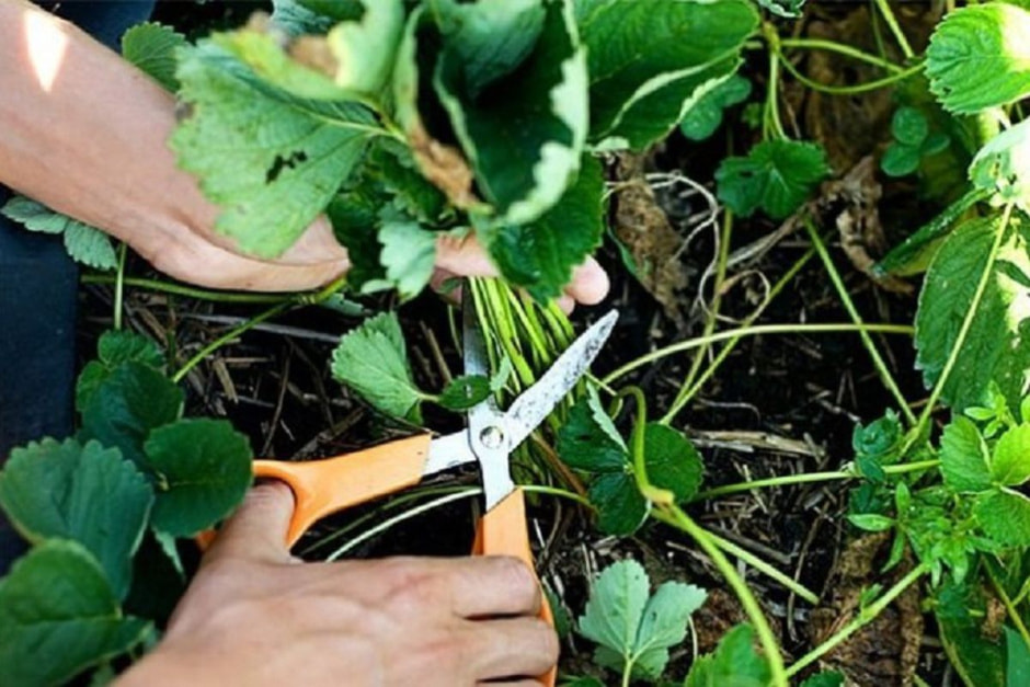 strawberry_pruning.jpg