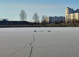 Витебские водолазы приехали спасать лебедей, но случилось неожиданное