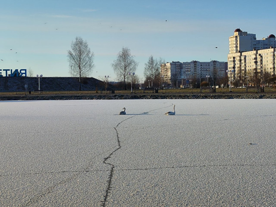 лебеди лебеди.jpg