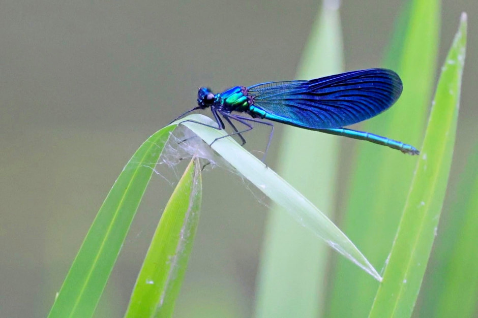 Стрекозы в Беларуси 7.jpg