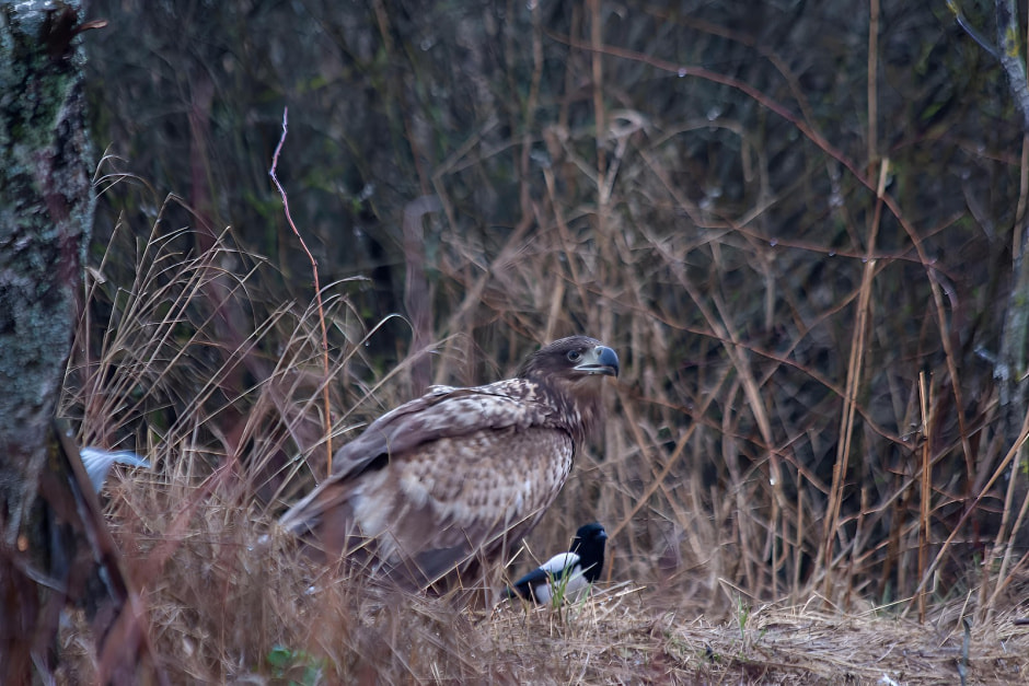 Заказник Выгонощанское 8.jpg