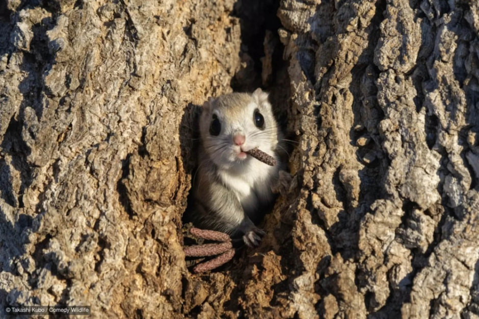 Фотоконкурсы дикой природы 2024 4.jpg