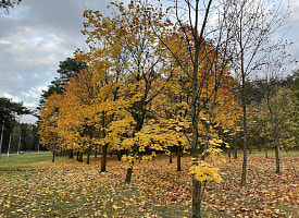 До +13°С и почти без дождей: 1 ноября в Беларуси будет комфортным