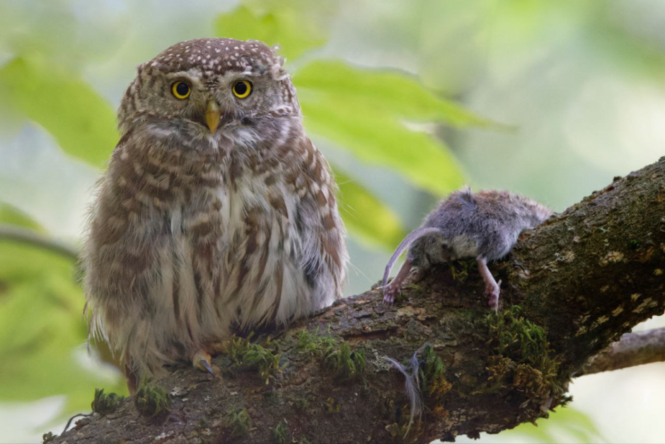 Хищные птицы Беларуси 3.png