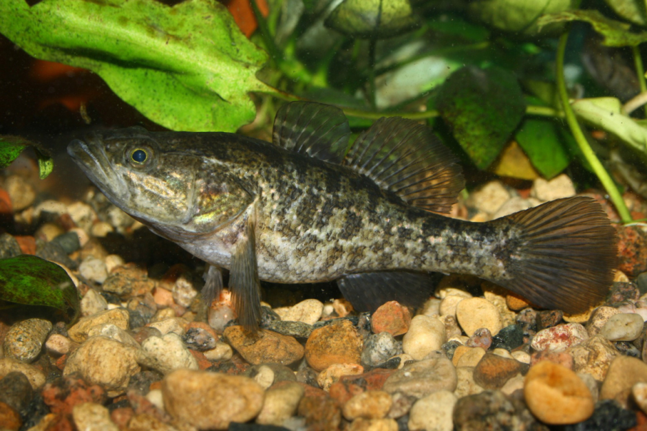 Ротан-головешка 10.png