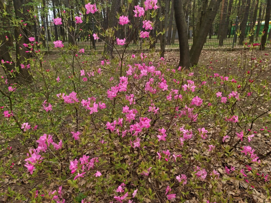 Прогулка по Ботаническому саду 8.png