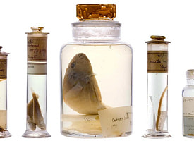 Тайну банок Дарвина раскрыли спустя почти 200 лет