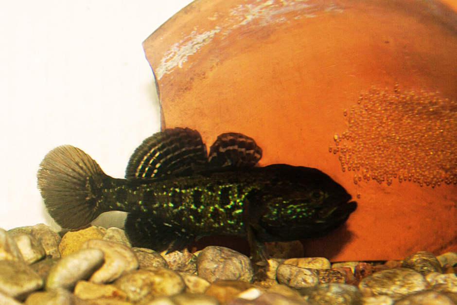 Ротан-головешка 7.png