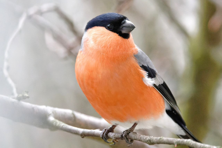 Снегири 6.png