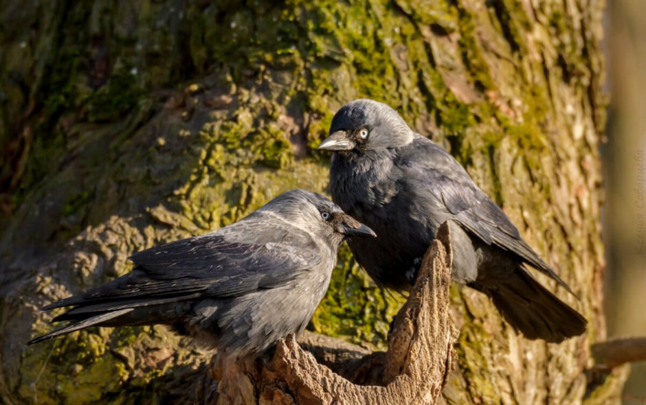 Врановые птицы Беларуси 13.jpg