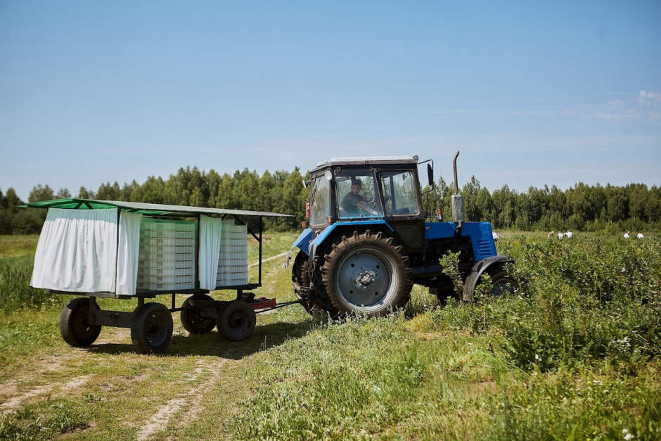 Как выращивают голубику 21.jpg
