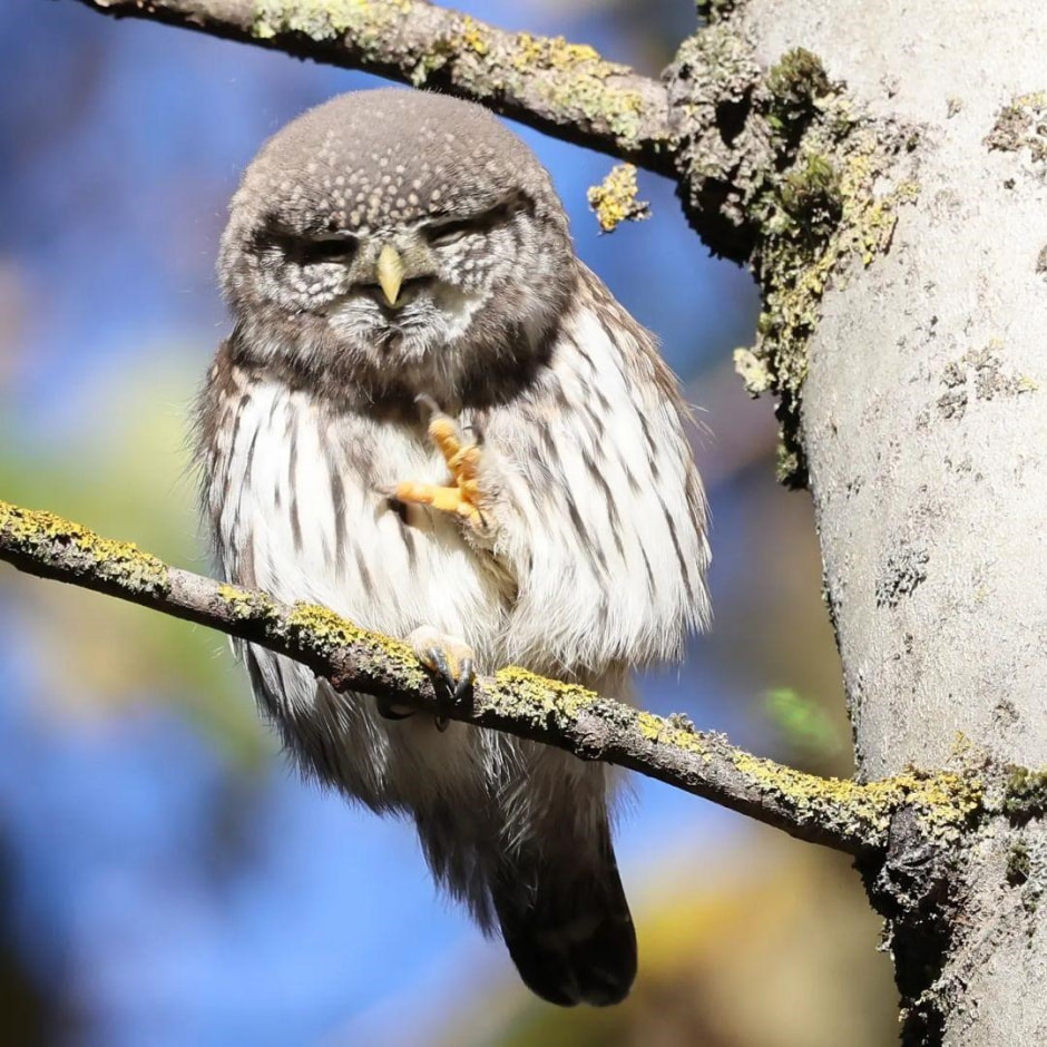 Совы 2.jpg