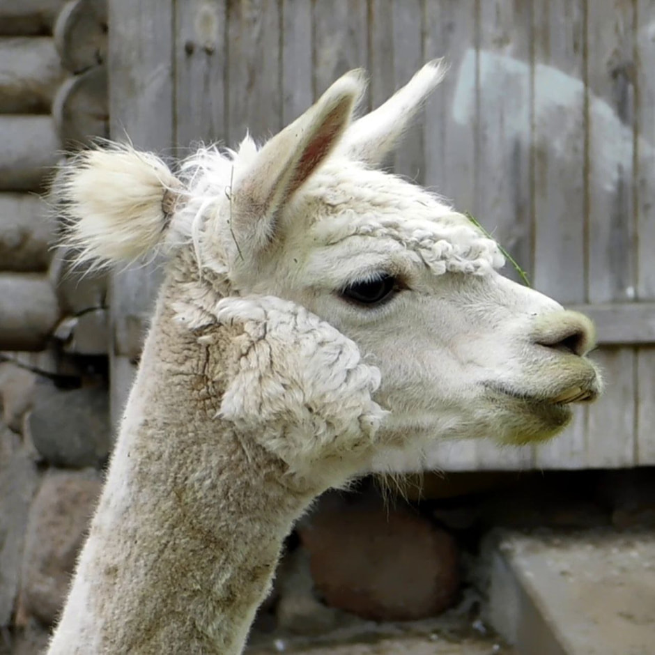 Альпака в зоопарке