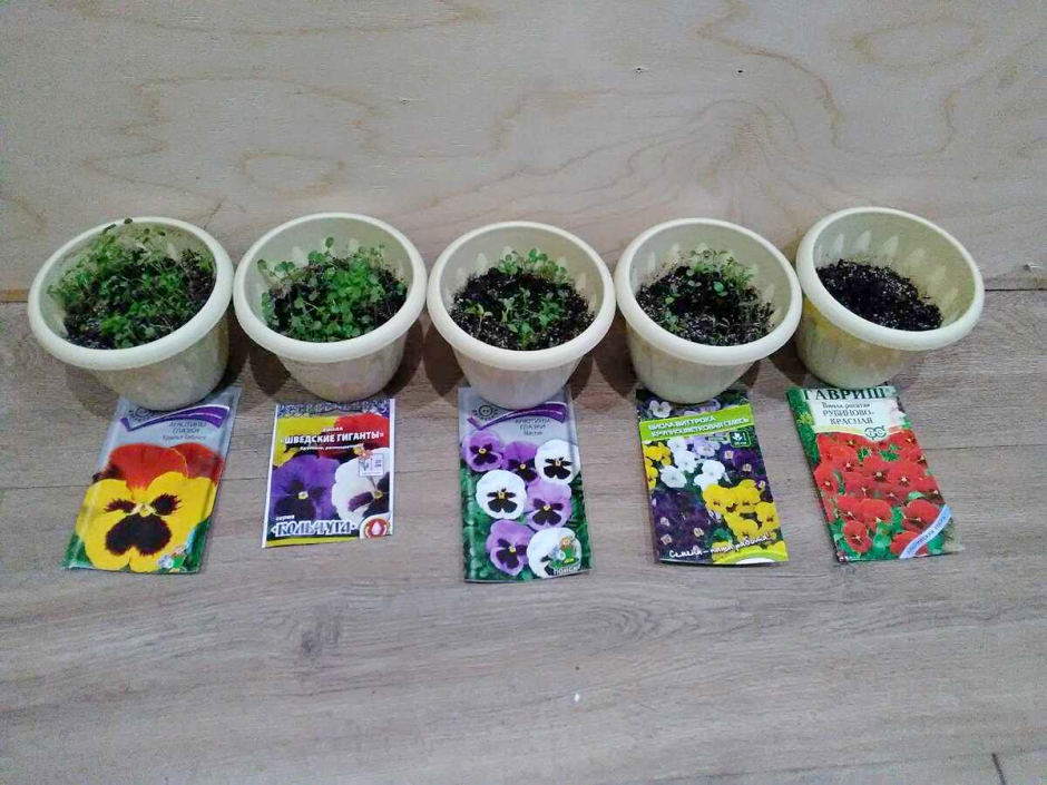 Январская рассада 6.png