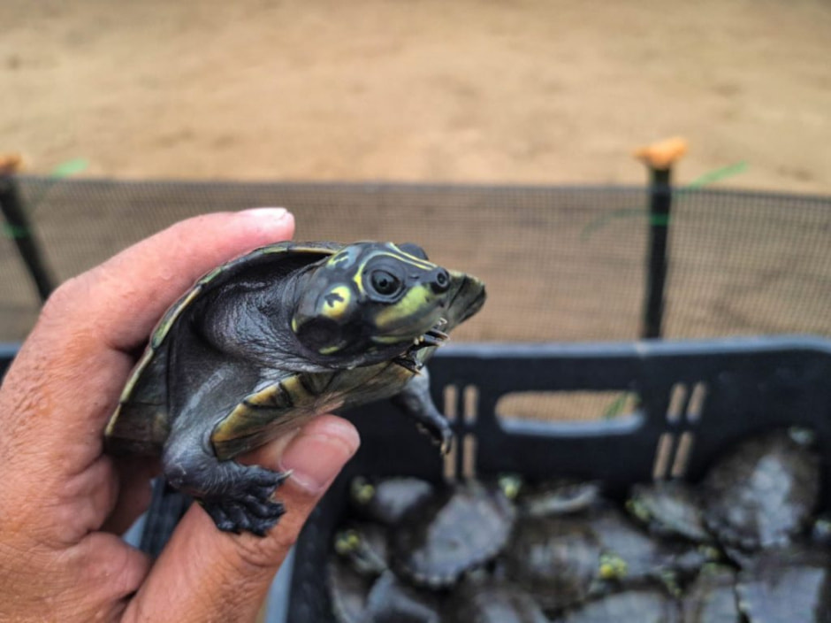 Черепаха аррау 3.jpg