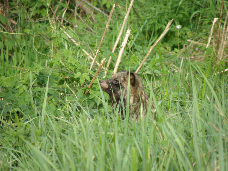 Факты о енотовидной собаке 8.jpg