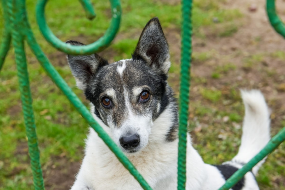 Как минчане переехали в деревню Вигушки 3.jpg