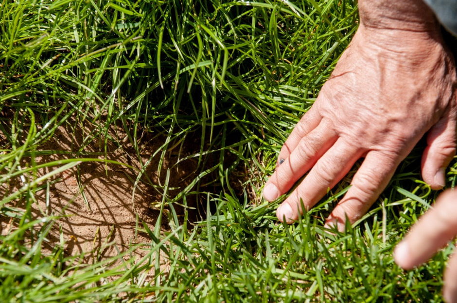 Белорусские суслики в депрессии 11.jpg