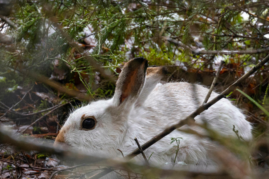 Заяц-беляк 8.png