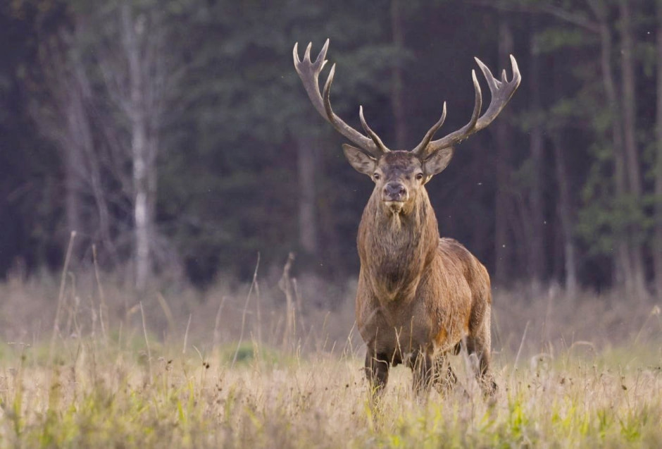Благородный олень 10.jpg