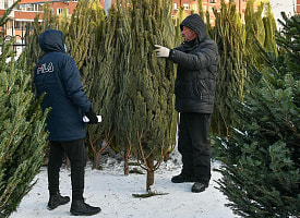МАРТ назвал цены на новогодние елки в Беларуси. На сколько дороже, чем в 2024 году?