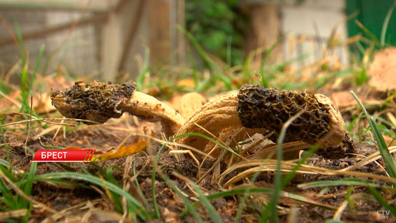 Новый гриб.jpg