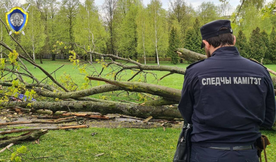 дерево2.jpg дерево2.jpg