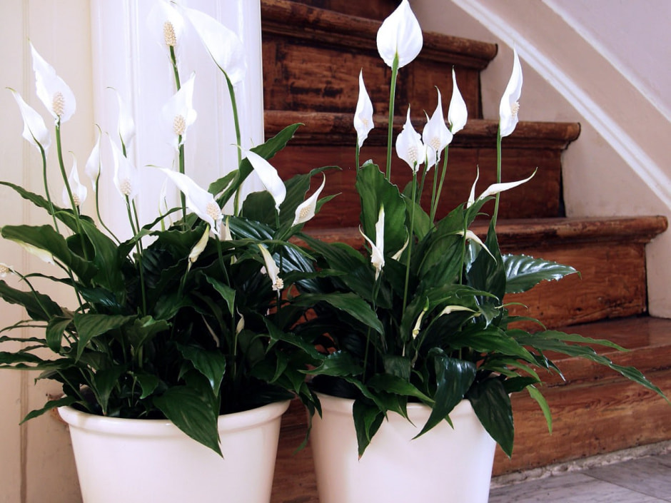 photo_2025-01-05_14-16-09.jpg photo_2025-01-05_14-16-09.jpg