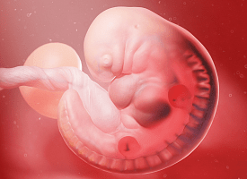 Ученые нашли потенциальные лекарства для повышения шансов беременности 