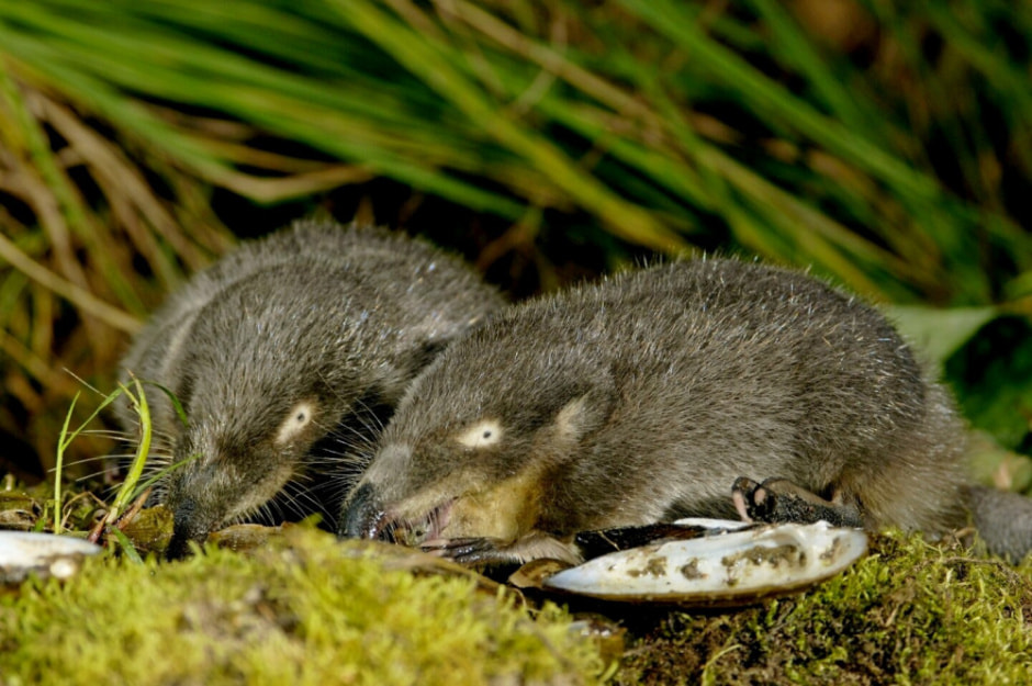 Выхухоль в Беларуси 8.jpg