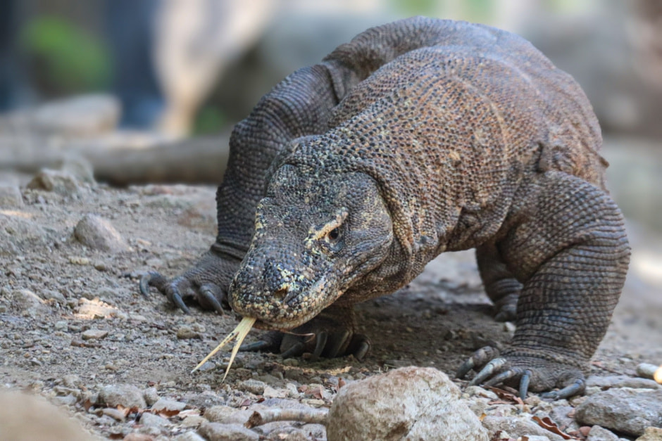 Комодский варан michel_kilcher.jpg