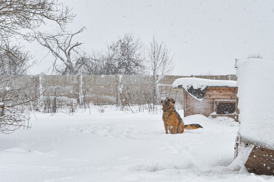 Зимовка аистов в деревне Высокое 2.jpg