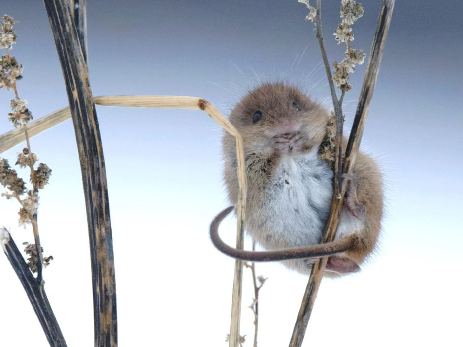 Мышь-малютка 7.jpg