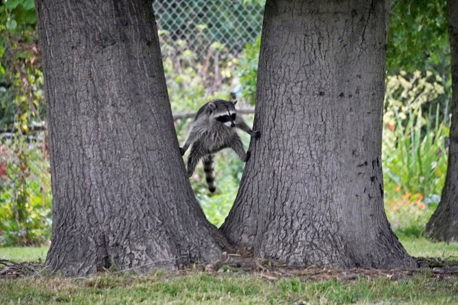 Енот-полоскун 11.jpg