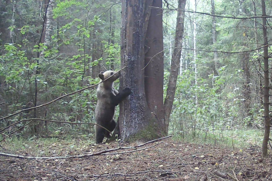 Медведи под контролем 3.png