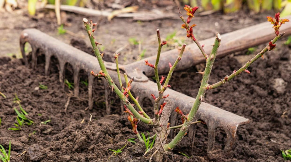 посадка роз.jpg