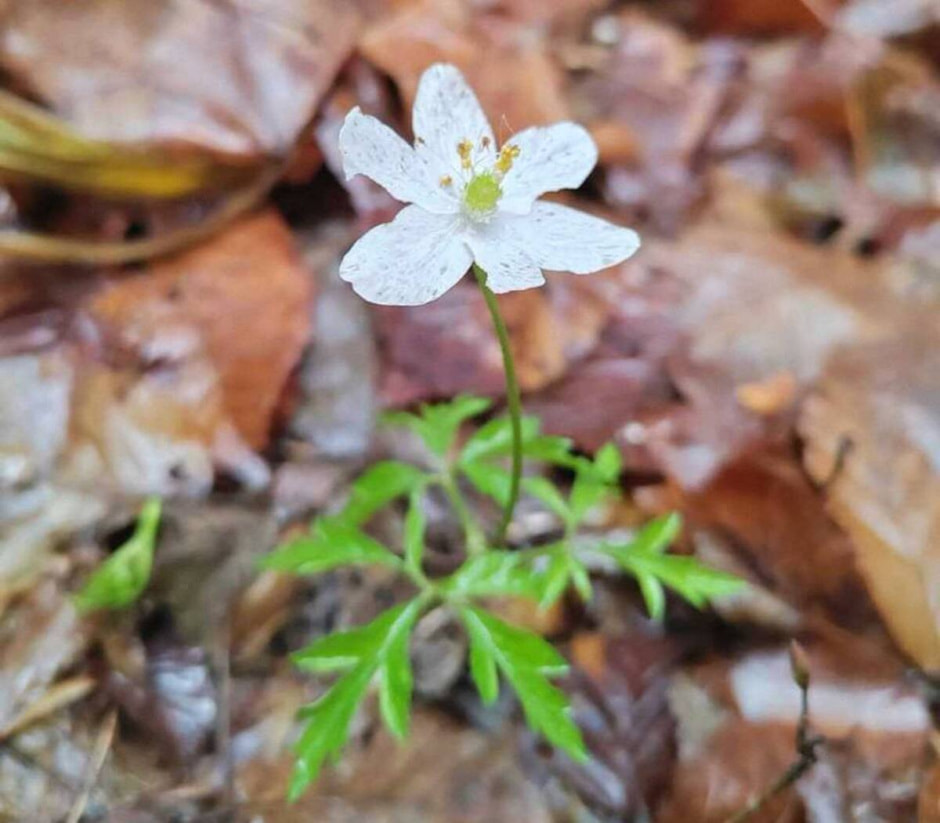 первоцветы в Беловежской пуще первоцветы в Беловежской пуще