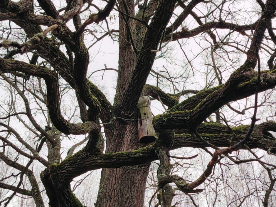 Как бортник спасает на Полесье черных пчел 23.jpg