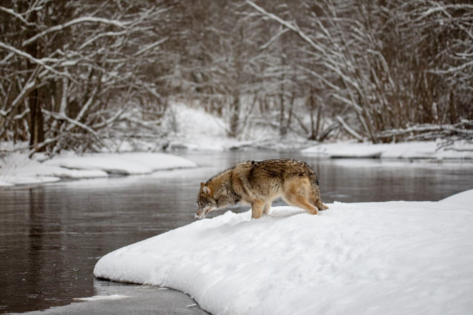 Волки 11_Фото Татьяна Алешка.jpg