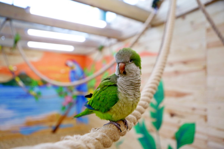 Попугайня в Витебске 7.jpg