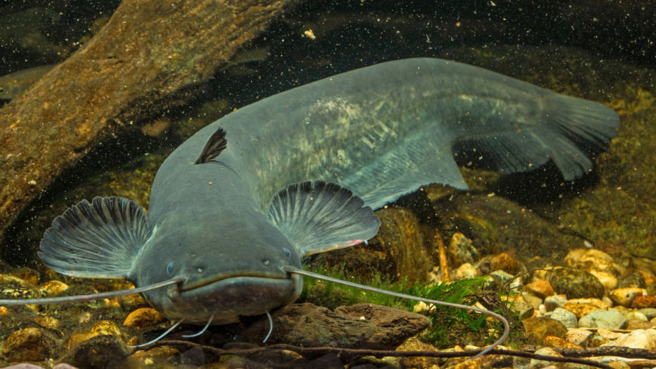 Сом в Беларуси 3.jpg