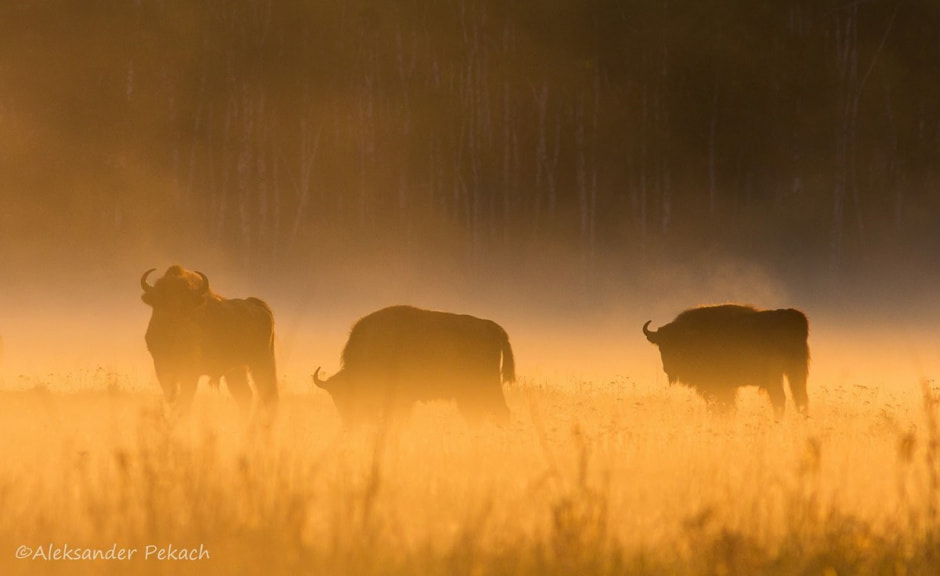 Хата на болоте 14.jpg