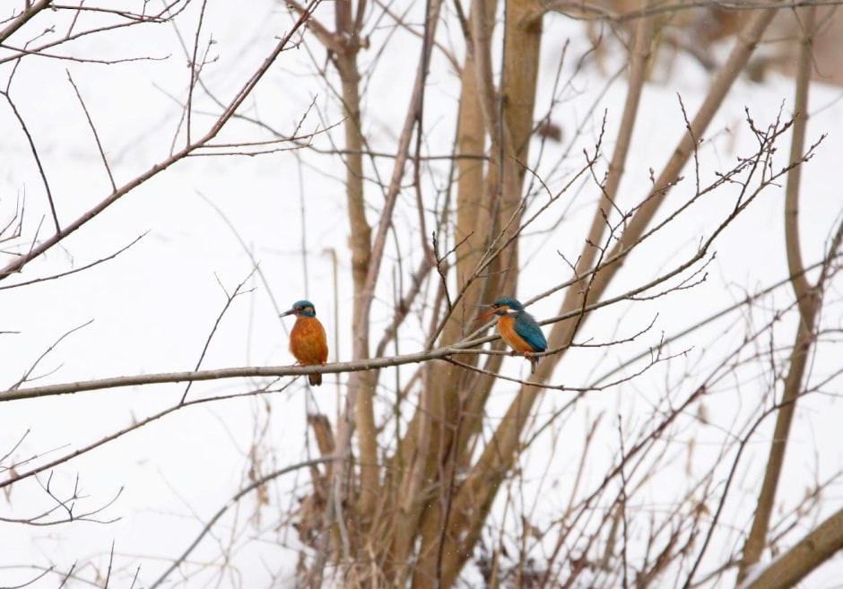 Зимородок 14.jpg